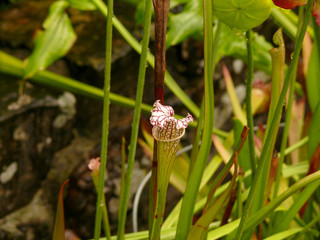 Trumpet pitcher a carnivorous plant