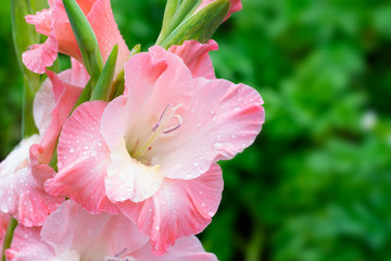 Blossoming vivid huge soft cute pink gladiolus flowers close up in vertical format. Blooming gladiolus on summertime sunbeams.