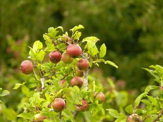 Delicious red aplles on a tree