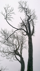 silhouette of a tree