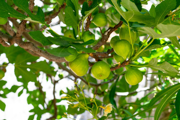 Group of immature green fig fruits on branch with green leaves, tropical fruits growing on the tree