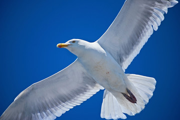 Wings