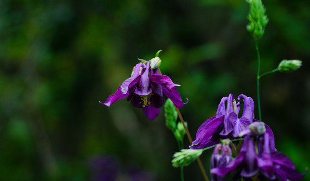 Purple flower on green background