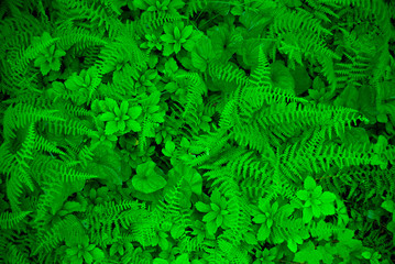 A natural Summer green background image of ferns and plants.