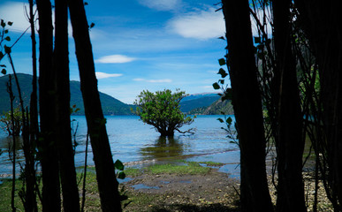 Tree on water - Lacar Lake, Quila Quina, Argentina.