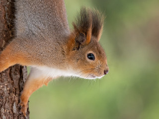 Squirrel