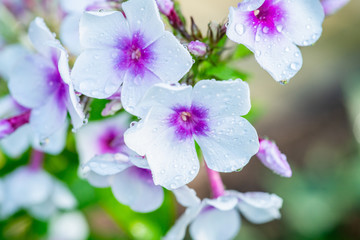 Blooming phlox in the garden. Shallow depth of field.