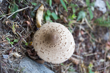 Picture of mushroom taken in Valtellina