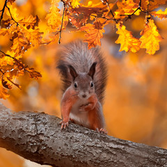  square portrait with beautiful fluffy red squirrel sitting in autumn Park on a tree oak with bright Golden foliage