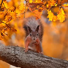 Foto op Plexiglas vierkant portret met mooie pluizige rode eekhoorn zittend in de herfst Park op een boomeik met helder gouden blad © nataba