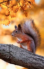 Foto op Plexiglas mooie pluizige rode eekhoorn die in de herfst zit Park op een boomeik met helder gouden blad © nataba