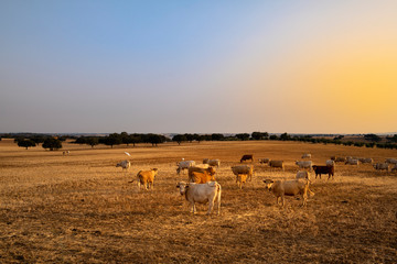 A herd of cows in a pasture at sunset with cork oaks in the background, in Portugal, Europe. © Tiago Fernandez