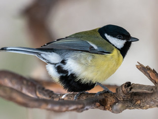 Great tit