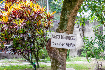 Tree with sign written Cassia from the northeast in Rio de Janeiro.