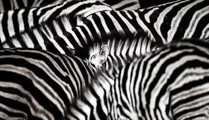 Fototapete Hintergrund, auf dem die Struktur der Zebrahaut dargestellt ist © Jiří Fejkl