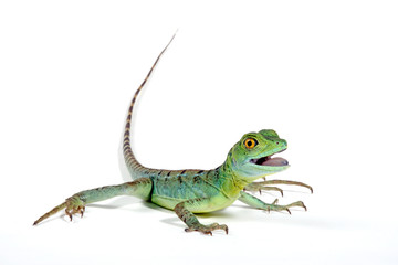 Jesus Christ lizard / Stirnlappenbasilisk (Basiliscus plumifrons) 