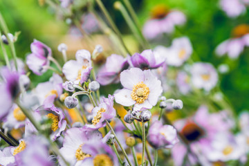 Big Anemone flower in the garden. Selective focus.