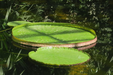 Seerosenblatt in gigantischer Größe