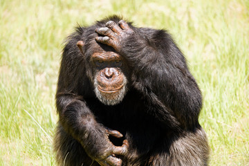 Chimpanzee sitting in grass hand on head