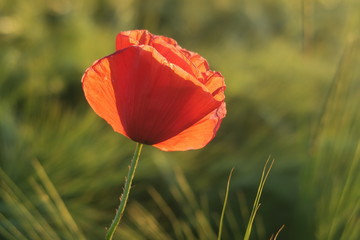 Obraz premium Klatschmohn im Abenlicht