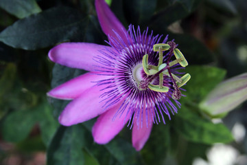 Passion vine, flower, nature