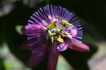 Purple Passion Flower