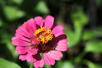 Pink Flowers in Bloom