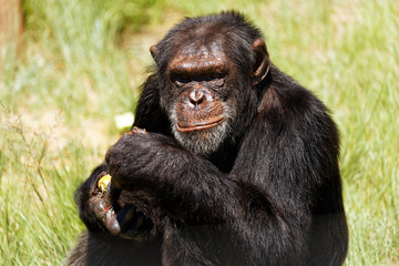 Grey bearded chimpanzee eating fresh fruit