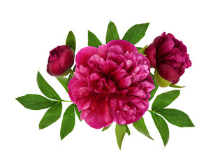 Pink peony flowers and leaves