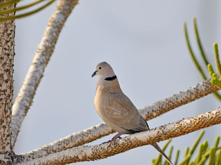Eurasian Collared Dove (Streptopelia decaocto) 