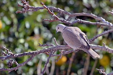 Eurasian Collared Dove (Streptopelia decaocto) 
