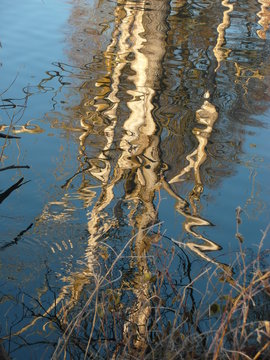 Spiegelbaum in der Amper
