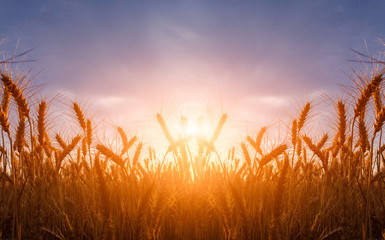 Naklejka premium Wheat field. Ears of golden wheat close up during sunrise. Beautiful Nature Sunset Landscape. Rural Scenery under Shining Sunlight. Background of ripening ears of wheat field. Rich harvest Concept.