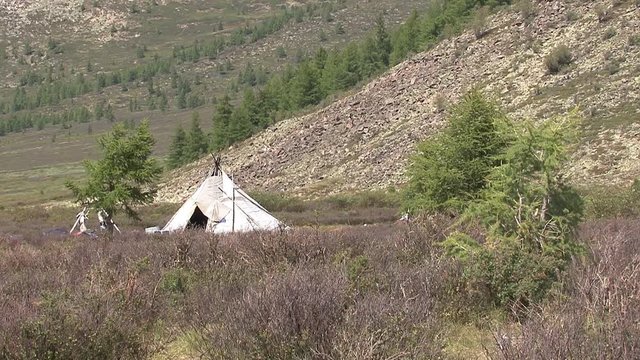 Mongolia. Darkhat basin. The camp of reindeer herders. Deer.