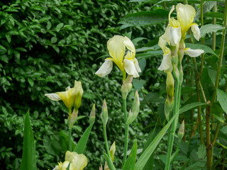 Fototapeta na wymiar Group of white iris in a garden