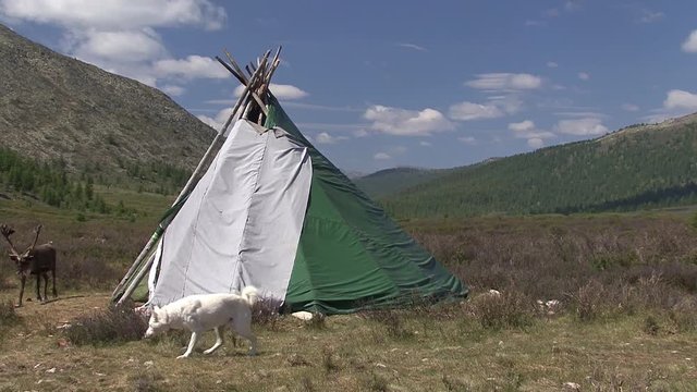 Mongolia. Darkhat basin. The camp of reindeer herders. Deer.
