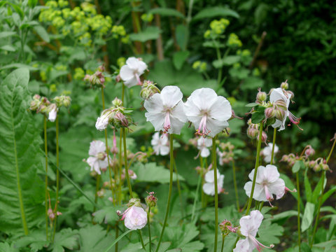 Group of white geraniums in a garden