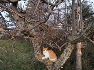 Gato en un arbol