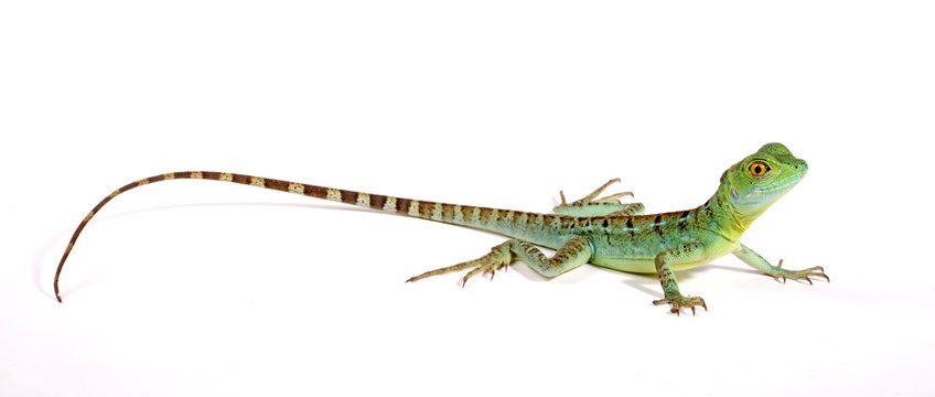 Basilisco Piumato Photos Royalty Free Images Graphics Vectors Videos Adobe Stock