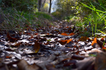 Forest pathway covered with autumn eaves. rail tracking to the litlle fresh stream