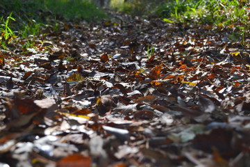 Forest pathway covered with autumn eaves. rail tracking to the litlle fresh stream