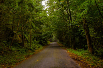 Fototapeta na wymiar Tree-lined Road