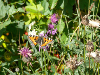 Butterfly on top of a blossoming flower