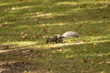 squirrel on ground