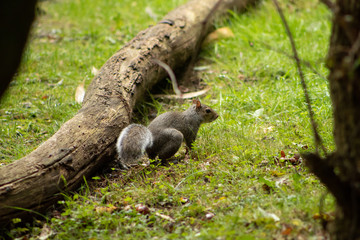 squirrel on tree