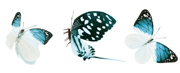 Color butterflies , isolated on white background
