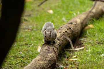 squirrel on tree