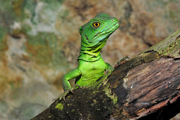 Jesus Christ lizard / Stirnlappenbasilisk (Basiliscus plumifrons) 