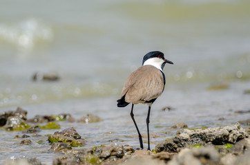 Spur-winged lapwing on the shore