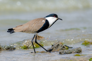 Spur-winged lapwing in the water